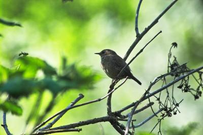 singing bird