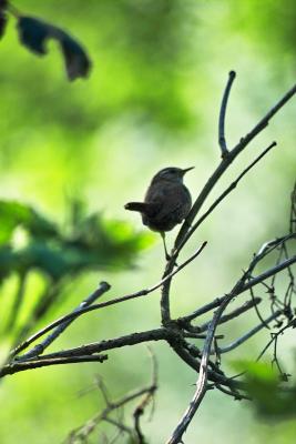 singing bird