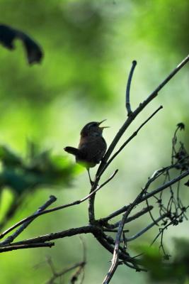 singing bird