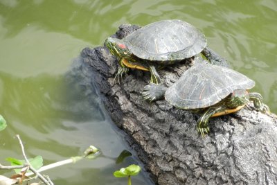 Tortues  oreilles rouges