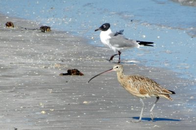 Courlis  long bec et Mouette atricille