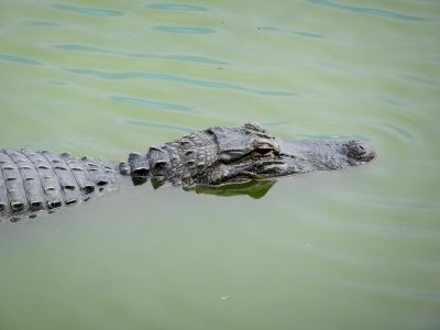 Alligator d'Amrique
