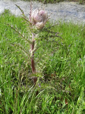 Fleur sauvage (cirsium horridulum)