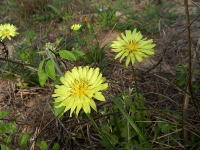 Fleur sauvage (pyrrhopappus pauciflorus)