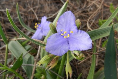 Fleur sauvage (tradescantia occidentalis)