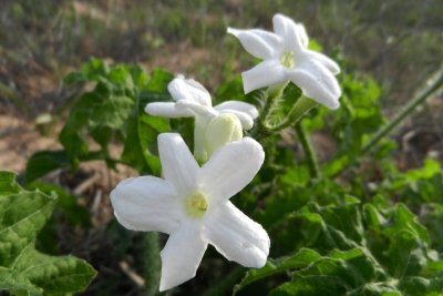 Fleur sauvage (Cnidoscolus texanus)