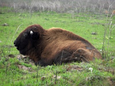 Bison d'Amrique