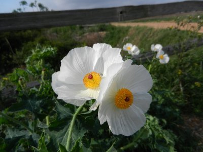 Fleur sauvage (argemone albiflora)