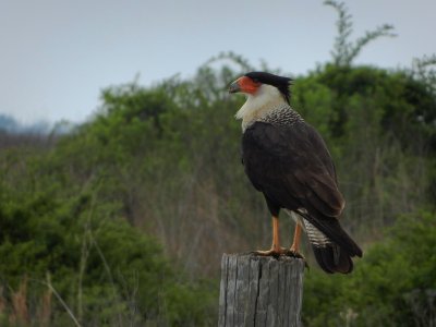 Caracara hupp