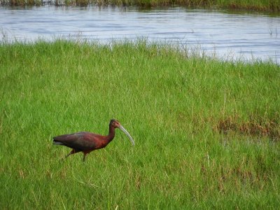 Ibis falcinelle