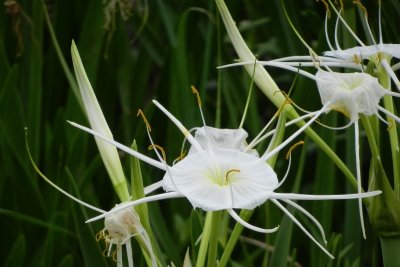 fleur sauvage (hymenocallis liriosme)