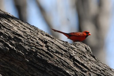 Cardinal rouge