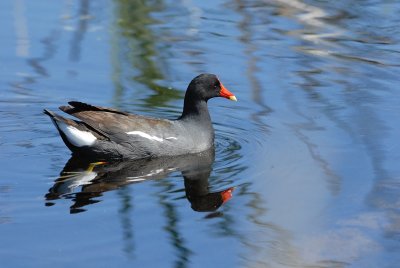 Gallinule poule-d'eau
