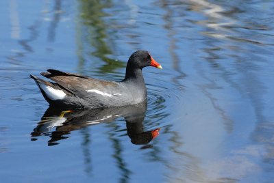 Gallinule poule-d'eau