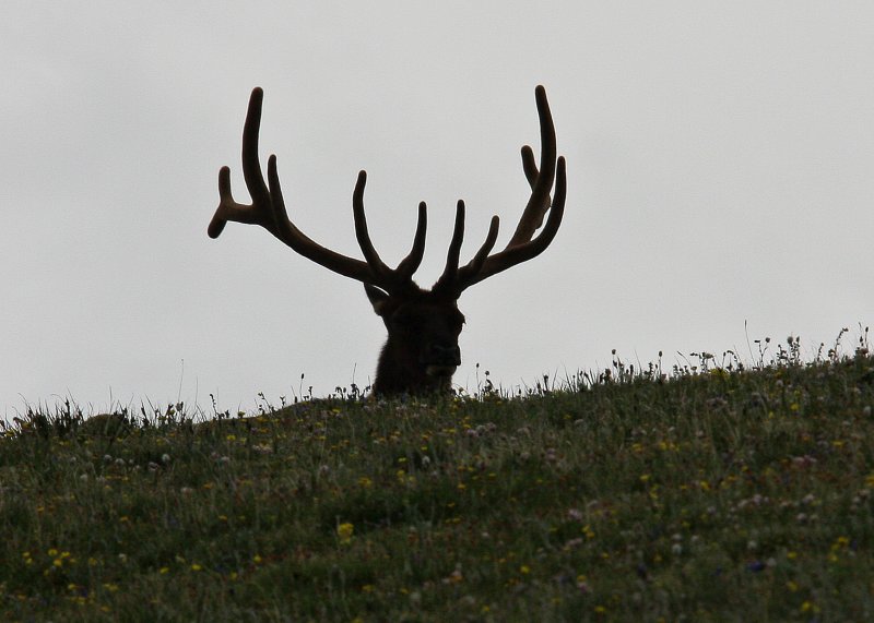 Rocky Mountain Elk silhouette near the Alpine Visitor Center