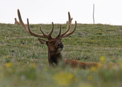 Rocky Mountain Elk near the Alpine Visitor Center