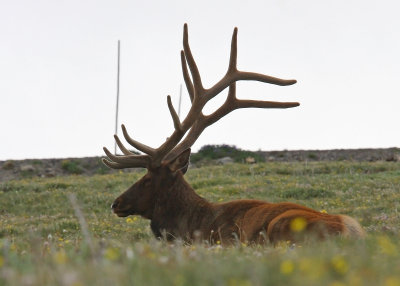 Rocky Mountain Elk near the Alpine Visitor Center
