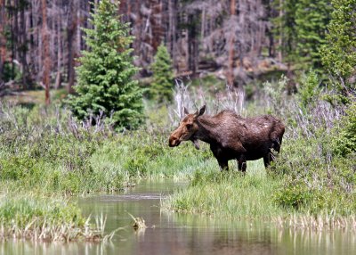 Moose feeding on the west side of Rocky Mountain National Park