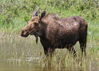 Moose feeding on the west side of Rocky Mountain National Park