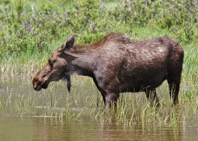Moose feeding on the west side of Rocky Mountain National Park