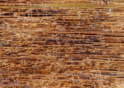 Water cascades over small terraces at Mammoth Hot Springs