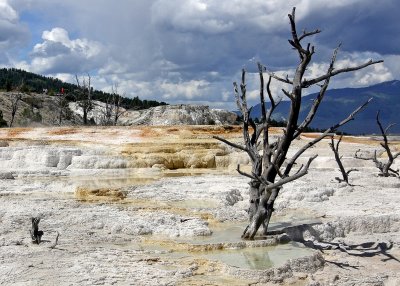 Dead trees on the Main Terrace at Mammoth Hot Springs