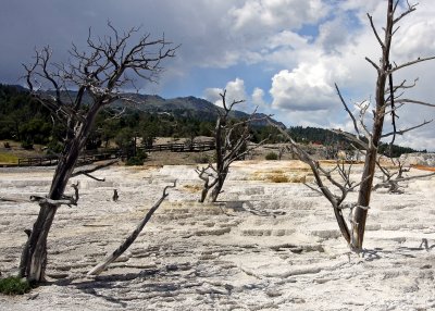Dead trees on the Main Terrace at Mammoth Hot Springs
