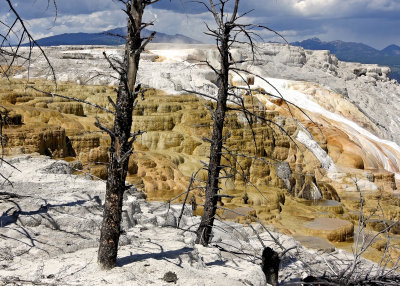 Canary Spring off of the Main Terrace at Mammoth Hot Springs