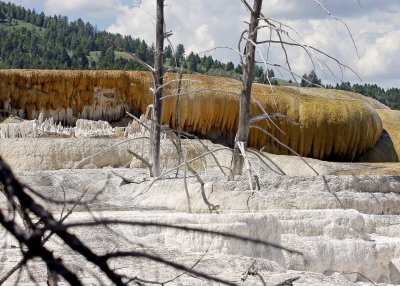 Looking up toward the Main Terrace at Mammoth Hot Springs