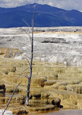 Canary Spring off of the Main Terrace at Mammoth Hot Springs