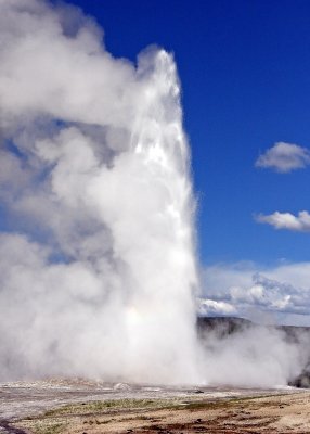 Old Faithful Geyser in all its glory in Yellowstone National Park