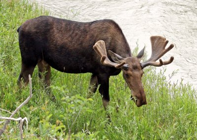 Young Bull Moose in Grand Teton National Park