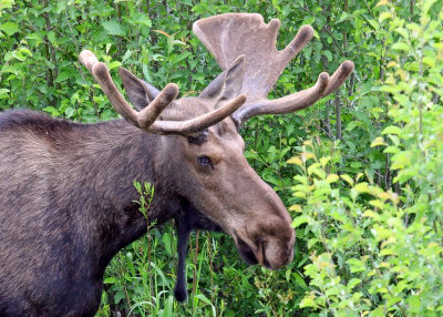 Young Bull Moose in Grand Teton National Park