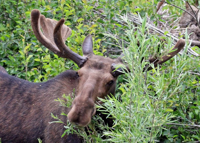 Young Bull Moose in Grand Teton National Park