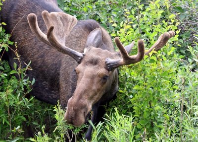 Young Bull Moose in Grand Teton National Park