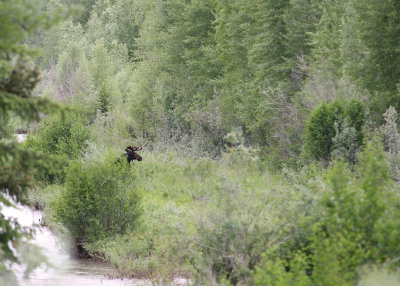 A second Bull Moose in Grand Teton National Park