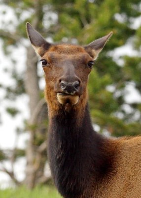 Elk in Yellowstone National Park