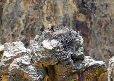 Osprey nest high above the Grand Canyon of the Yellowstone