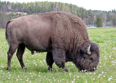 Buffalo in Yellowstone National Park