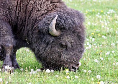 Buffalo in Yellowstone National Park