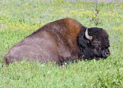 Buffalo in Yellowstone National Park