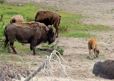 Buffalo near the Sulfur Caldron in Yellowstone National Park