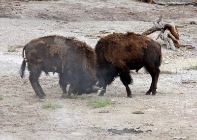 Buffalo joust near the Sulfur Caldron in Yellowstone National Park