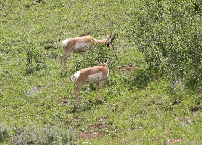 Pronghorn (Antelope) in Yellowstone National Park