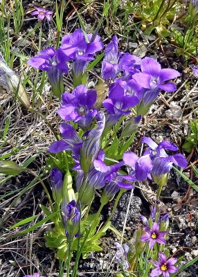 Flowers in Yellowstone National Park