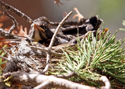 A bird guards her young in their nest in Yellowstone National Park