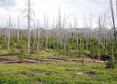 Lodgepole Pines naturally regenerating in an area destroyed by the 1988 fire in Yellowstone National Park