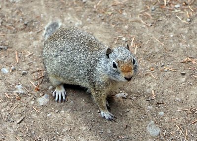 Ground Squirrel in the Yellowstone National Park