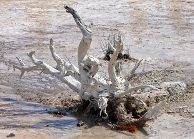 The twisted remains of a tree overwhelmed by a hot spring in Yellowstone National Park