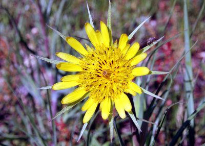 Flower in Grand Teton National Park